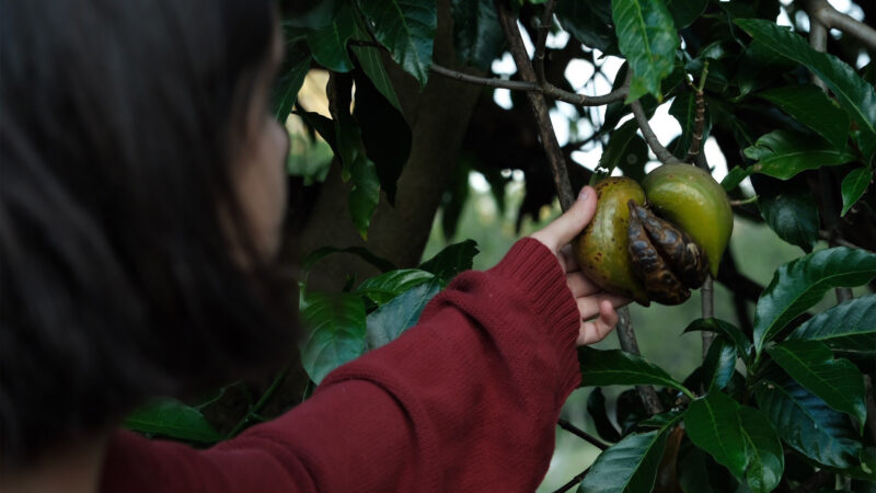 Student captured from their back grabbing a fruit from a tree
